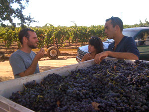 graeme, intern julia, writer rob inspecting
          the cinsault harvest