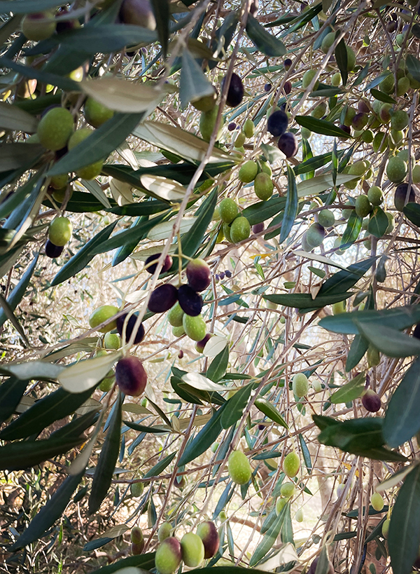 The Scholium Project 2024 Tenbrink olio nuovo 2 bottles from each of the second two picks product image 884 large