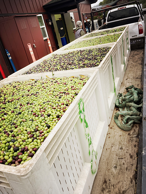 2025 Napa Valley Olio Nuovo
