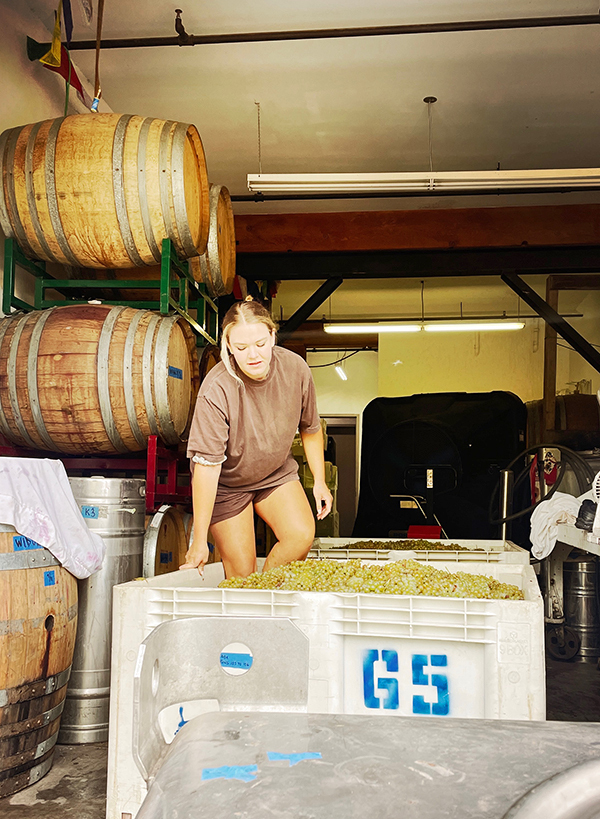 2025 Le Volpi Chardonnay