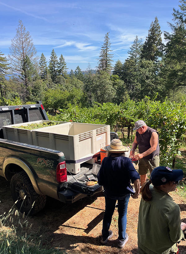2025  Mt. Veeder Sauvignon