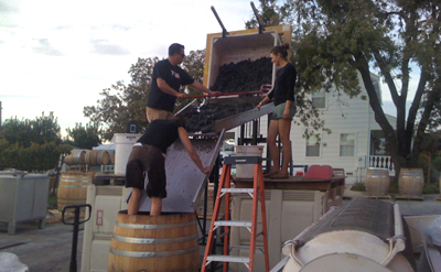 whole cluster syrah introduced to the
          puncheon by means of pigeage