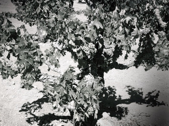 Old bush vine at Bechtold