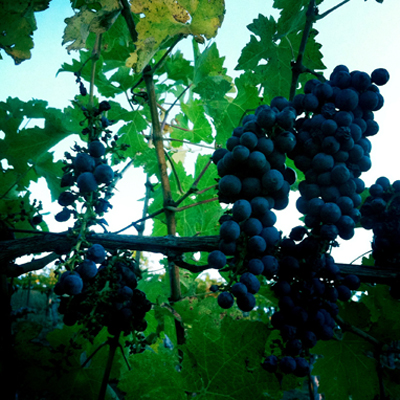 Cabernet sauvignon hangs and hangs