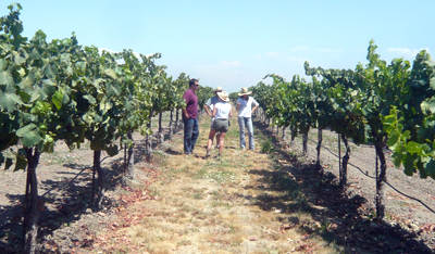 the wide rows of scrappy vines in lost slough, july