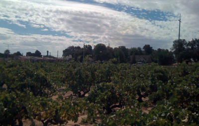 head-trained carignane in the sand, more
          tha 100 years old