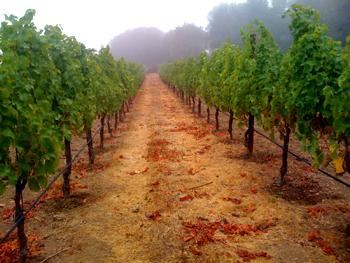the rows in the lower section of the LSB
          rows at farina. The cover crop obscures
          the inhospitably rocky soil.