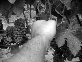 Clusters of Sauvignon Blanc at Farina