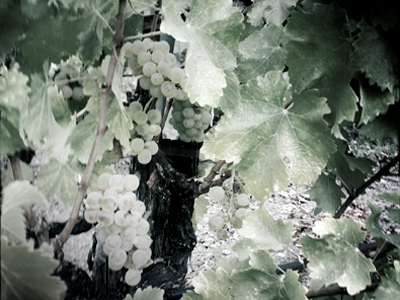 clusters, captured during harvest