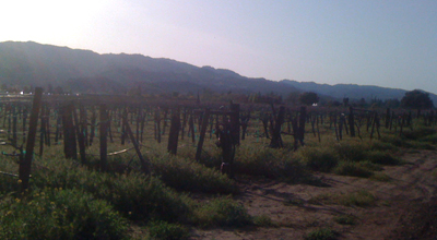 looking west into the old vines
