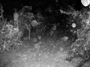The vineyard illuminated by the full
          moon and our enthusiasm alone.