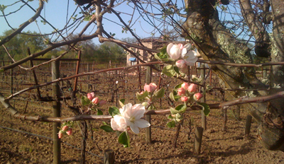 a
          view of the vineyard after we had finished pruning it in April
          2010