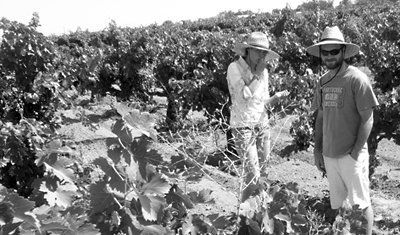 graeme and johanna on a july visit to check yields and leaf
          cover