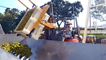 Graeme dumping the first load of fruit into WVW’s 10-ton hopper