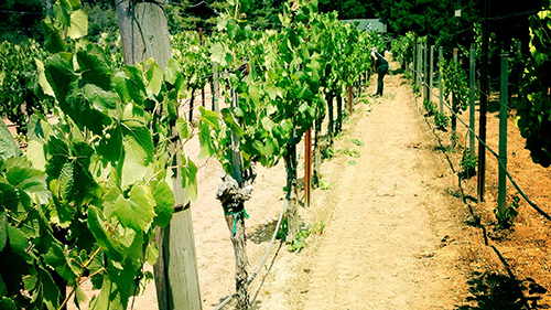 alex walking the rows at guman