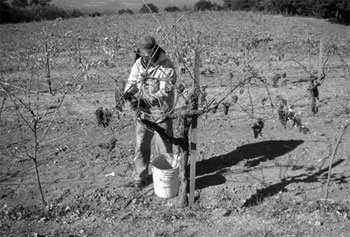 The
          final fruit harvested from the vineyard; the vines on their
          last legs, no leaves still even clinging to the vines. Note the single
          old vine surrounded by the already harvested younger vines.