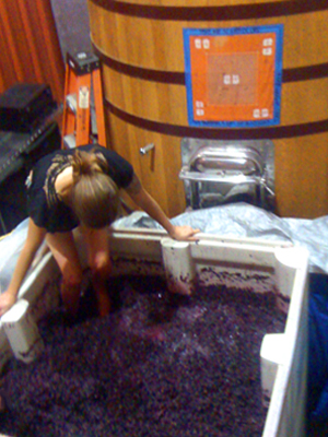 Lila, mistress of pigeage, treading the
          zin plastic bin—all of our puncheons full
          oof wines harvested weeks earlier.