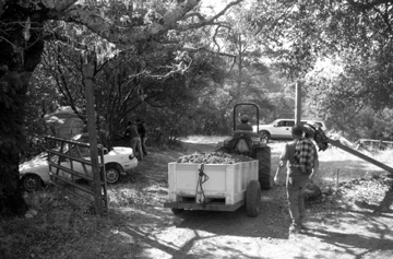 harvesting at margit’s