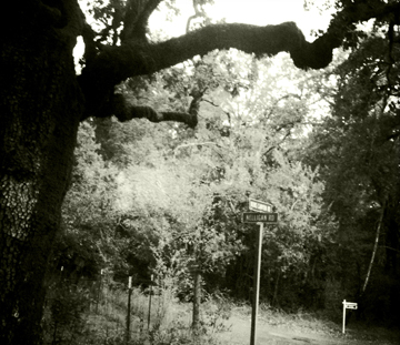 Nelligan Road