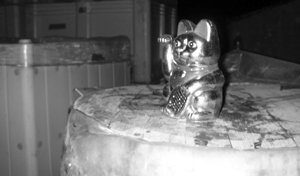 A happy cat guiding this wine through
          the completion of its second fermentation in three years.