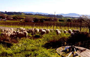 Sheep managing the cover crop of Napa
          vineyard.
