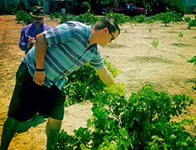 domenic galleano in the lopez vineyard