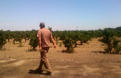 friend and advisor tegan passilaqua surveying
          the Black Malvoisie that he introduced us
          to an old vine mataro vineyard to replace the Pato mataro that we
          harvested in 2008