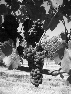 A cluster of Petite Sirah in Tenbrink