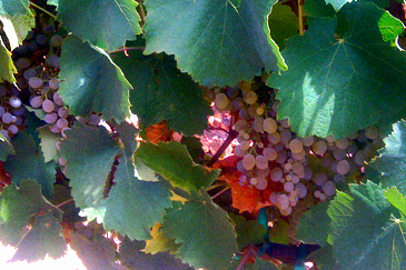 fully ripe, tiny verdelho berries from Vista
          Luna